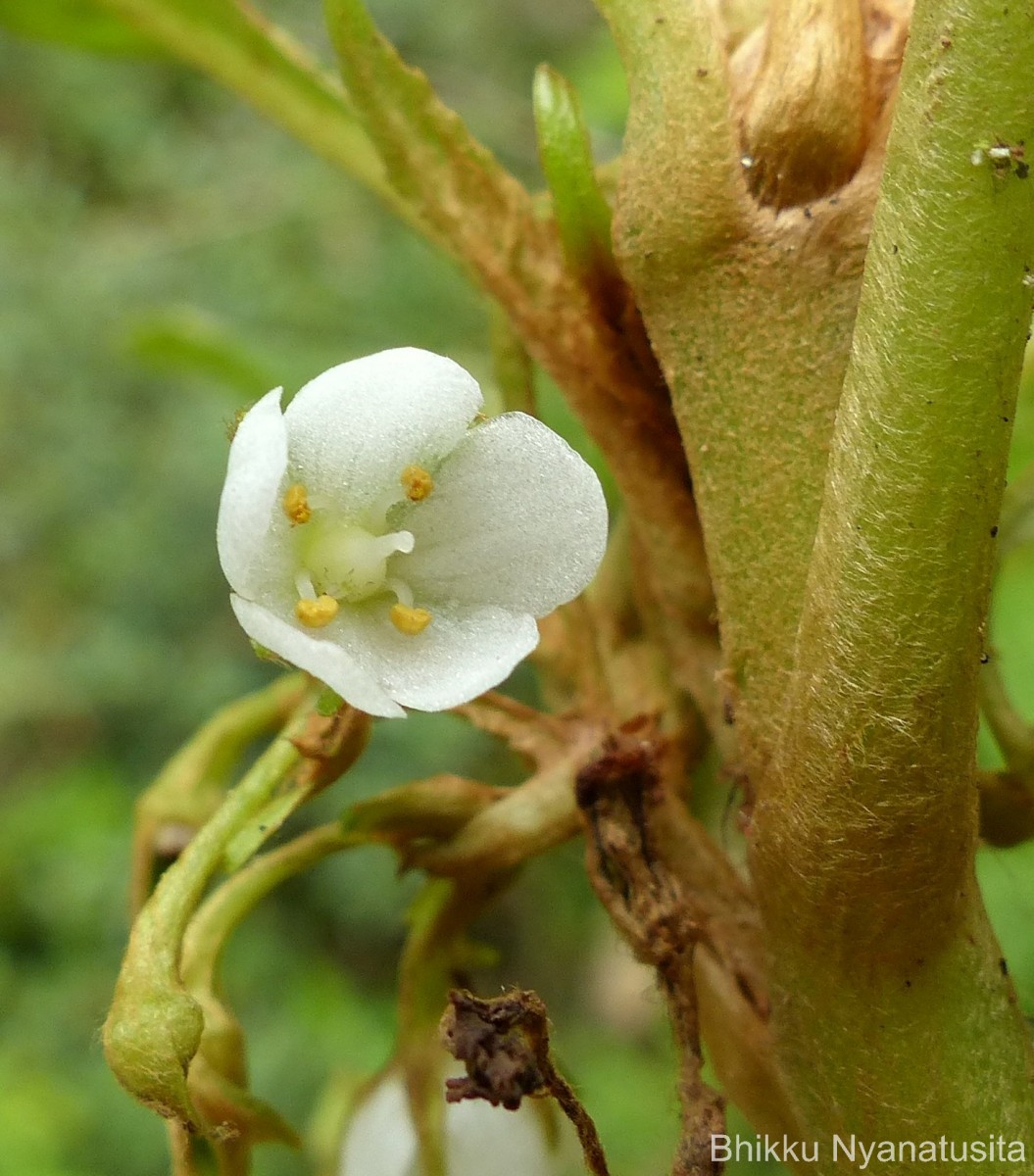 Rhynchotechum permolle (Nees) B.L.Burtt